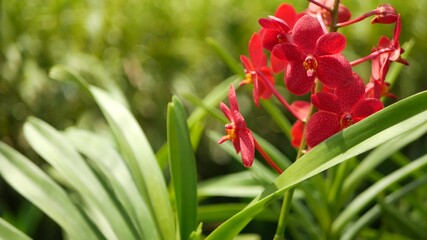 Blurred macro close up, colorful tropical orchid flower in spring garden, tender petals among sunny lush foliage. Abstract natural exotic background with copy space. Floral blossom and leaves pattern