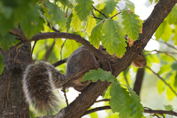 Squirrel in a park in Turin