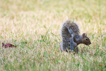 Squirrel in a park in Turin
