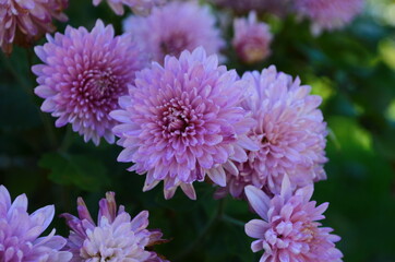 Pink chrysanthemum plant on green. Chrysanthemums annuals flowers branch for background or greeting card.