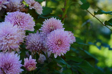 Pink chrysanthemum plant on green. Chrysanthemums annuals flowers branch for background or greeting card.
