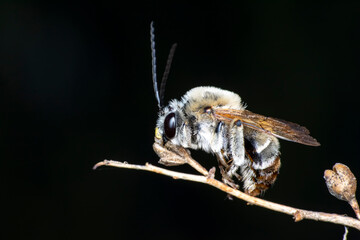 Beautiful  Bee macro in green nature 