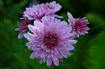 Fototapeta premium Pink chrysanthemum plant on green. Chrysanthemums annuals flowers branch for background or greeting card.