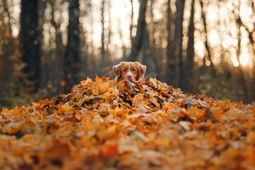 dog in yellow leaves in the park. Nova Scotia Duck Tolling Retriever for a walk in the autumn park