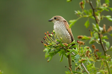 Red-backed shrike , Lanius collurio , Bird perched on the branch with faded background