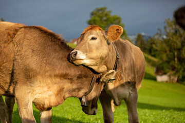 Kühe - kuscheln - niedlich - Allgäu - Herbst