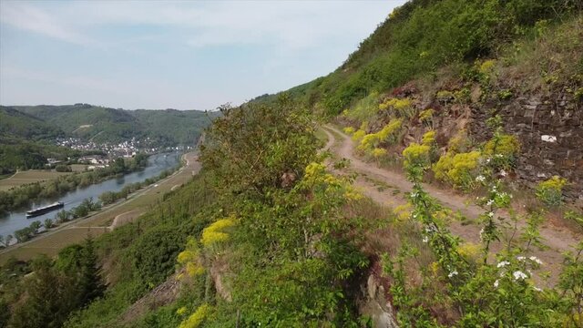 F&auml;rberwaid bl&uuml;ht am Apolloweg Valwig im Moseltal im Fr&uuml;hling