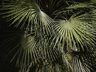 Palm Tree - tropical forest plant