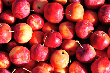 crab apple in north east of China