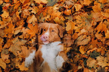 dog in yellow leaves in the park. Nova Scotia Duck Tolling Retriever for a walk in the autumn park