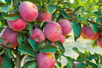 Naklejka premium apple orchard