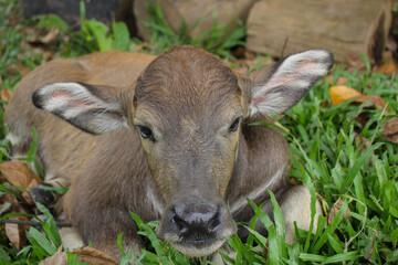 Cute baby buffalo in farm,Cute animal. Farmer's friend