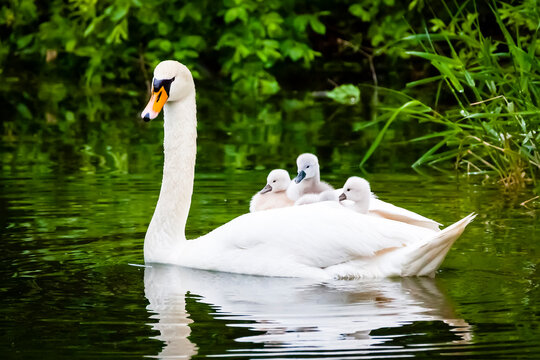 H&ouml;ckerschwan mit Jungv&ouml;geln - Cygnus olor