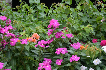 Fototapeta na wymiar Vietnam periwinkle or rose periwinkle flower blooming in the garden, beautiful flower blossom