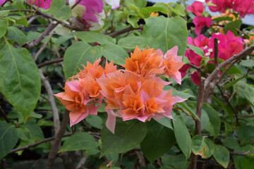 Bougainvillea - beautiful orange flowers