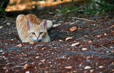 Encajando naturalmente en el entorno, un gran adaptado felino