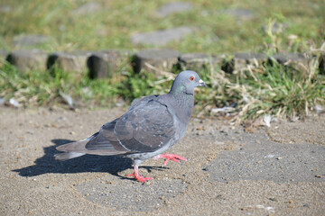 鳩