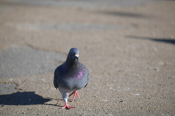 鳩