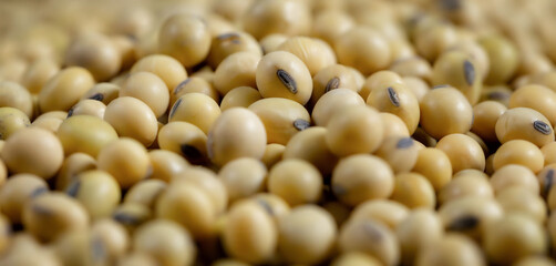 Top view Soybean pattern as for background