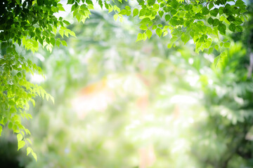 Obraz premium Concept nature view of green leaf on blurred greenery background in garden and sunlight with copy space using as background natural green plants landscape, ecology, fresh wallpaper concept.