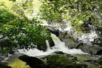 waterfall in the forest