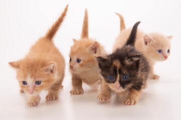 gattini  tigrati a pelo corto su fondo bianco  © zole4