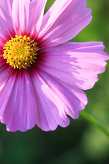 Fototapeta premium ピンクのコスモス