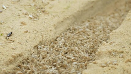 Scud Gammarus Is Amphipod Crustacean Genus in Family Gammaridae As Element of Interstitial Fauna. People Catch Gammarus to Make Food for Aquarium Fish