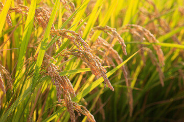 稲穂