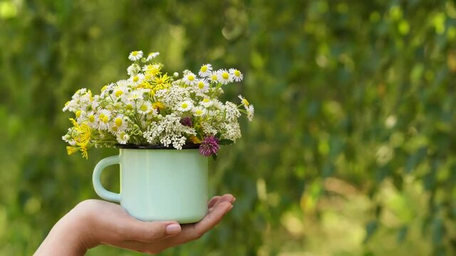 Closeup view 4k video of one cupped female hand holding blue pastel metal mug full of different beautiful wild flowers isolaeted at green sunny natural foliage bokeh background.