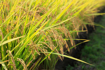 稲穂