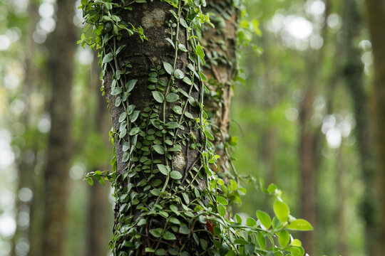 Parasitic vine wrapped around tree trunk in tropical forest