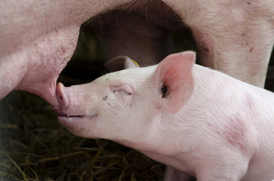 Le porcelet t&egrave;te
