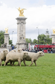 Des brebis dans Paris
