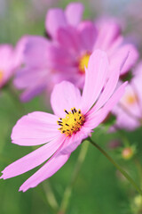 Obraz premium ピンクのコスモス