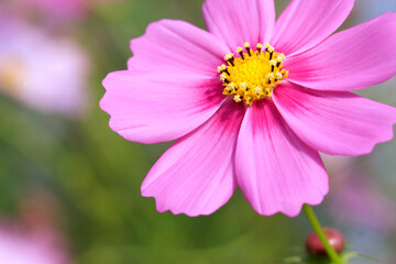 ピンクのコスモス