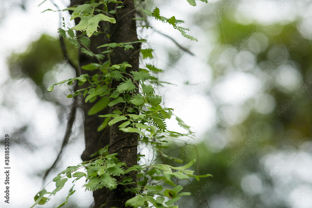 Sticker Parasitic vine wrapped around tree trunk in tropical forest