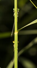Damselfly Zygoptera female and male