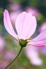 Fototapeta premium コスモス