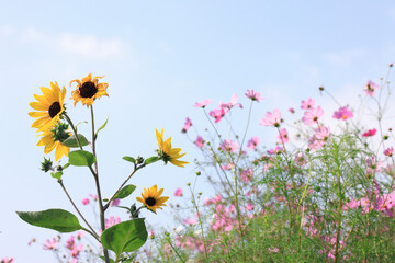 コスモスとヒマワリ