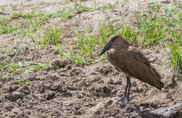 Hamerkop (Scopus umbretta) closeup standing on the ground in Kruger National Park, South Africa