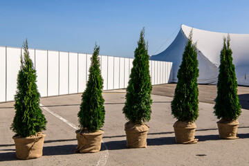 Ornamental evergreen plants near big white tent pavilion for mass events on a background of blue sky.