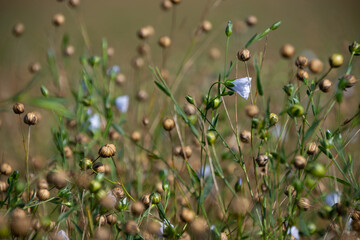Field of flax flowers. Growing flax in the mountains. Blue flax flowers