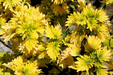 Beautiful floral background from tree leaves.