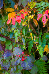 紅葉