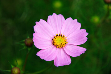 Fototapeta premium コスモス