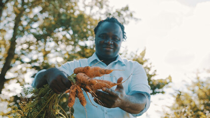 Close up, african man holding in hands homegrown harvest of fresh carrots. High quality photo
