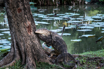 Close up the Asian Two water monitor (Varanus salvator) - lizards fighting each other.