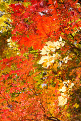紅葉
