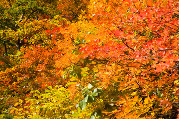 紅葉
